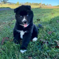 AKC OFA Solid Black - Raven, a female Siberian Husky for sale in Anderson, SC – 2 of 9