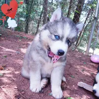 Black/white AKC OFA Embark - Gerogina, a male Siberian Husky for sale in Anderson, SC – 2 of 10
