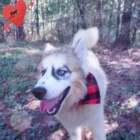 OFA & Embark Tested Parents, a female Siberian Husky for sale in Anderson, SC – 8 of 10