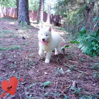 Solid White Female AKC OFA, a female Siberian Husky for sale in Anderson, SC – 5 of 10