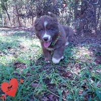 Solid Brown Ready Soon , a female Siberian Husky for sale in Anderson, SC – 4 of 10