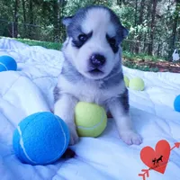 AKC OFA Embark Parents, a male Siberian Husky for sale in Anderson, SC – 8 of 10