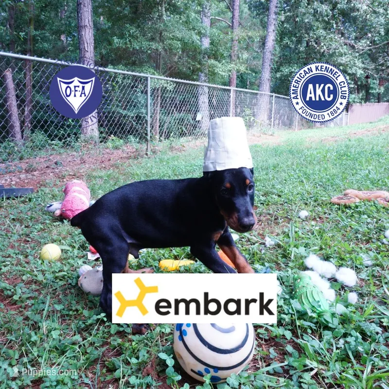 Ear cropped AKC Euro OFA & Embark – Doberman Pinscher puppy for sale in Anderson, SC