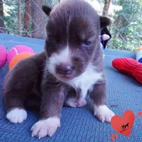 Solid Brown Embark OFA AKC - Nami, a female Siberian Husky for sale in Anderson, SC – 5 of 10