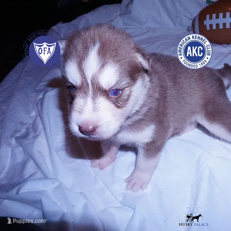 Red/white Ready mid October – Siberian Husky puppy for sale in Anderson, SC