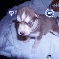 Red/white Ready mid October, a female Siberian Husky for sale in Anderson, SC – 1 of 10