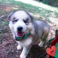 AKC OFA Embark Parents, a male Siberian Husky for sale in Anderson, SC – 4 of 10