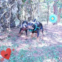 Ear cropped AKC Euro OFA & Embark, a male Doberman Pinscher for sale in Anderson, SC – 4 of 10