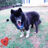 AKC Solid Black Trained, a male Siberian Husky for sale in Anderson, SC – 4 of 6