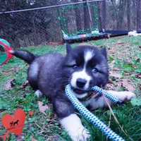 Agouti AKC, a female Siberian Husky for sale in Anderson, SC – Photo 6 of 10