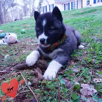 Agouti AKC, a female Siberian Husky for sale in Anderson, SC – Photo 8 of 10