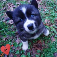 Agouti AKC, a female Siberian Husky for sale in Anderson, SC – Photo 2 of 10