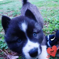 Agouti AKC, a female Siberian Husky for sale in Anderson, SC – Photo 4 of 10