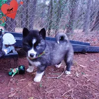 Agouti AKC, a female Siberian Husky for sale in Anderson, SC – Photo 7 of 10