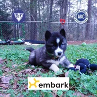 Agouti AKC, a female Siberian Husky for sale in Anderson, SC – Photo 1 of 10