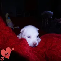 White AKC OFA, a male Siberian Husky for sale in Anderson, SC – 8 of 10
