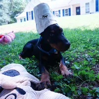 Ears Cropped - AKC Euro OFA & Embark, a male Doberman Pinscher for sale in Anderson, SC – 5 of 10