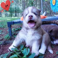 OFA & Embark - Carrot, a male Siberian Husky for sale in Anderson, SC – 9 of 10