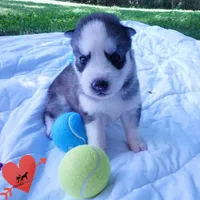 AKC OFA Embark Parents, a male Siberian Husky for sale in Anderson, SC – 7 of 10