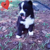 Phoenix - AKC, a female Siberian Husky for sale in Anderson, SC – 7 of 10