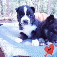 Phoenix - Ready late October, a female Siberian Husky for sale in Anderson, SC – 7 of 10