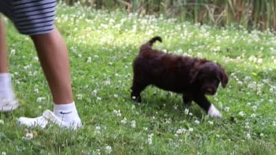 Buddy, a male Portuguese Water Dog for sale in Bolivar, OH – 8 of 8