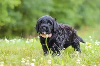 Reese, a female Portuguese Water Dog for sale in Bolivar, OH – 4 of 6