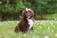 Nora, a female Portuguese Water Dog for sale in Bolivar, OH – 4 of 9