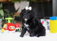 Daffodil, a female Portuguese Water Dog for sale in Bolivar, OH – Photo 4 of 9