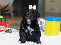 Daffodil, a female Portuguese Water Dog for sale in Bolivar, OH – Photo 7 of 9