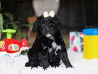 Daffodil, a female Portuguese Water Dog for sale in Bolivar, OH – Photo 2 of 9
