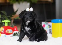 Daffodil, a female Portuguese Water Dog for sale in Bolivar, OH – Photo 9 of 9