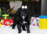 Daffodil, a female Portuguese Water Dog for sale in Bolivar, OH – Photo 8 of 9