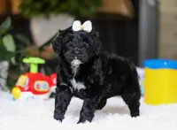 Daffodil, a female Portuguese Water Dog for sale in Bolivar, OH – Photo 6 of 9