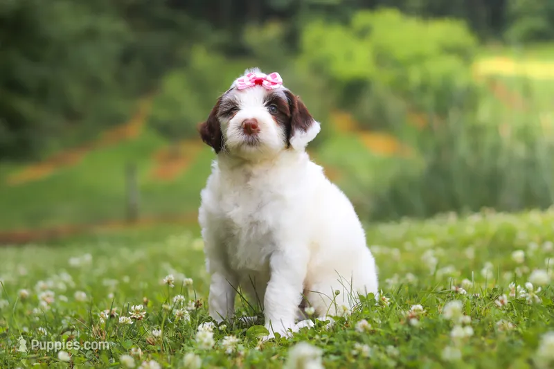 Rosie – Portuguese Water Dog puppy for sale in Bolivar, OH