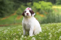 Rosie, a female Portuguese Water Dog for sale in Bolivar, OH – 1 of 7