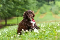 Buddy, a male Portuguese Water Dog for sale in Bolivar, OH – 6 of 8