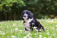 Beau, a male Portuguese Water Dog for sale in Bolivar, OH – 3 of 7