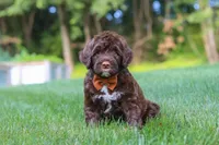 Dax, a male Portuguese Water Dog for sale in Bolivar, OH – 6 of 7