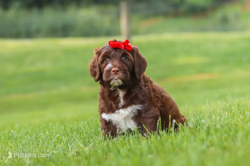 Breeze – Portuguese Water Dog puppy for sale in Bolivar, OH