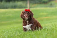 Breeze, a female Portuguese Water Dog for sale in Bolivar, OH – 1 of 6