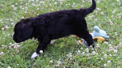 Logan, a male Portuguese Water Dog for sale in Bolivar, OH – 7 of 7