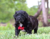 Disco, a male Portuguese Water Dog for sale in Bolivar, OH – Photo 6 of 8