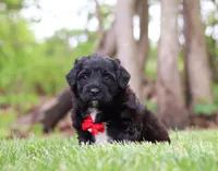 Disco, a male Portuguese Water Dog for sale in Bolivar, OH – Photo 4 of 8