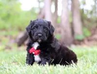 Disco, a male Portuguese Water Dog for sale in Bolivar, OH – Photo 1 of 8