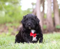 Disco, a male Portuguese Water Dog for sale in Bolivar, OH – Photo 5 of 8
