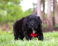 Disco, a male Portuguese Water Dog for sale in Bolivar, OH – Photo 7 of 8