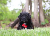 Disco, a male Portuguese Water Dog for sale in Bolivar, OH – Photo 3 of 8