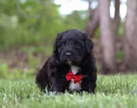 Disco, a male Portuguese Water Dog for sale in Bolivar, OH – Photo 8 of 8