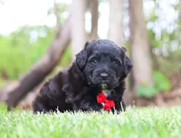 Disco, a male Portuguese Water Dog for sale in Bolivar, OH – Photo 2 of 8